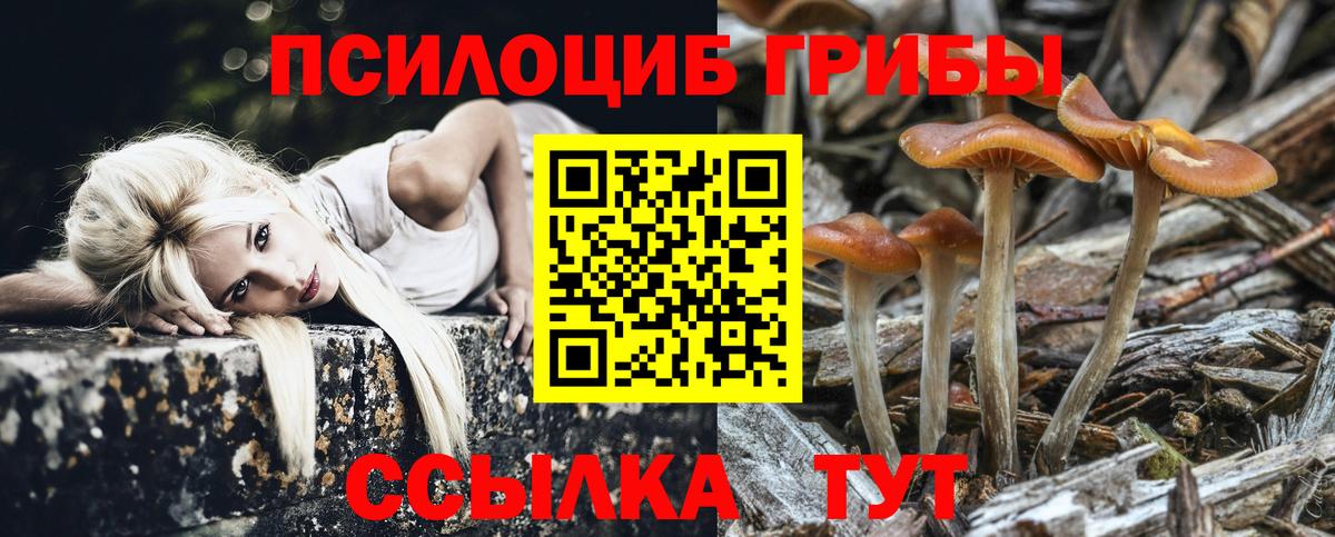Галлюциногенные грибы Psilocybine cubensis Новочеркасск
